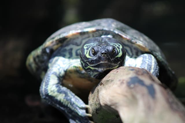 Land Turtle