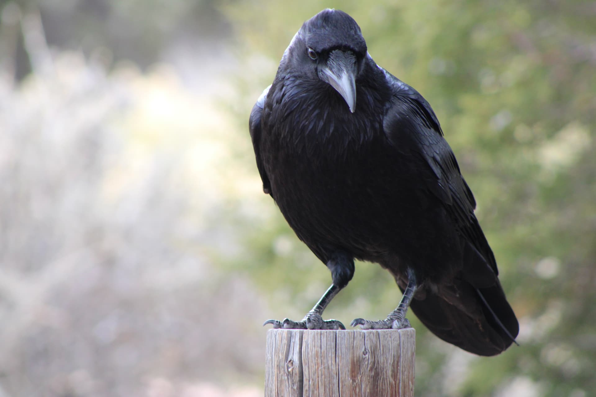 Ravenclaw