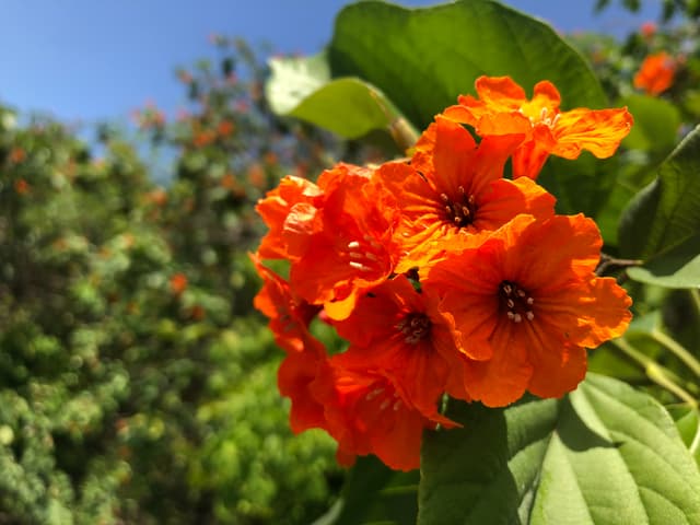 Belizean Flowers