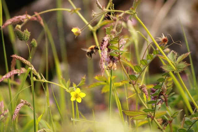 Bumblebee