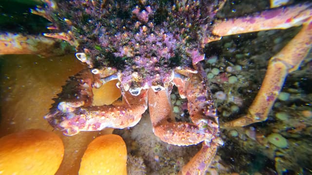 Macrocrab