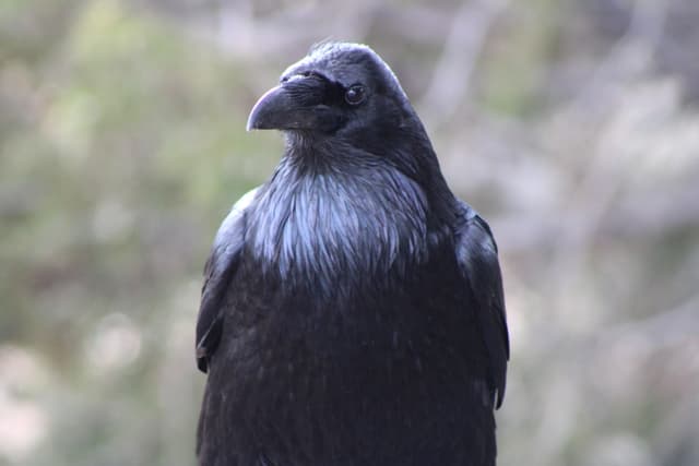 Raven