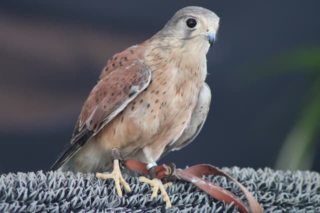 Kestrel