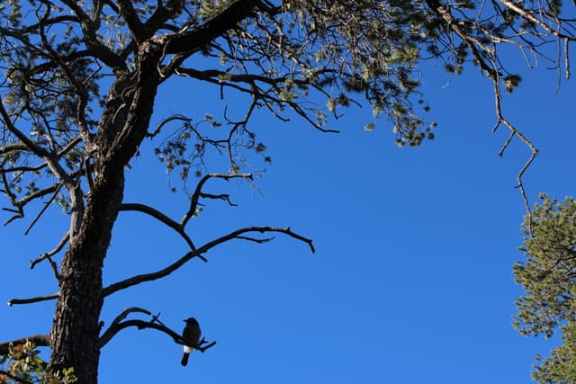 Perched