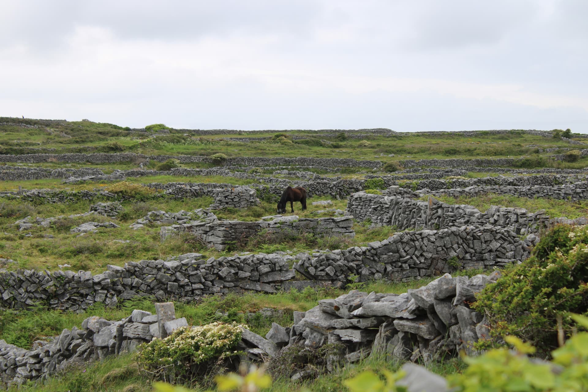 Island Horse