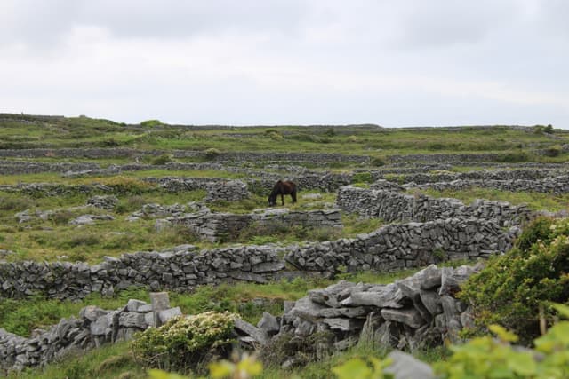 Island Horse