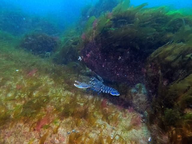 Blue Lobster