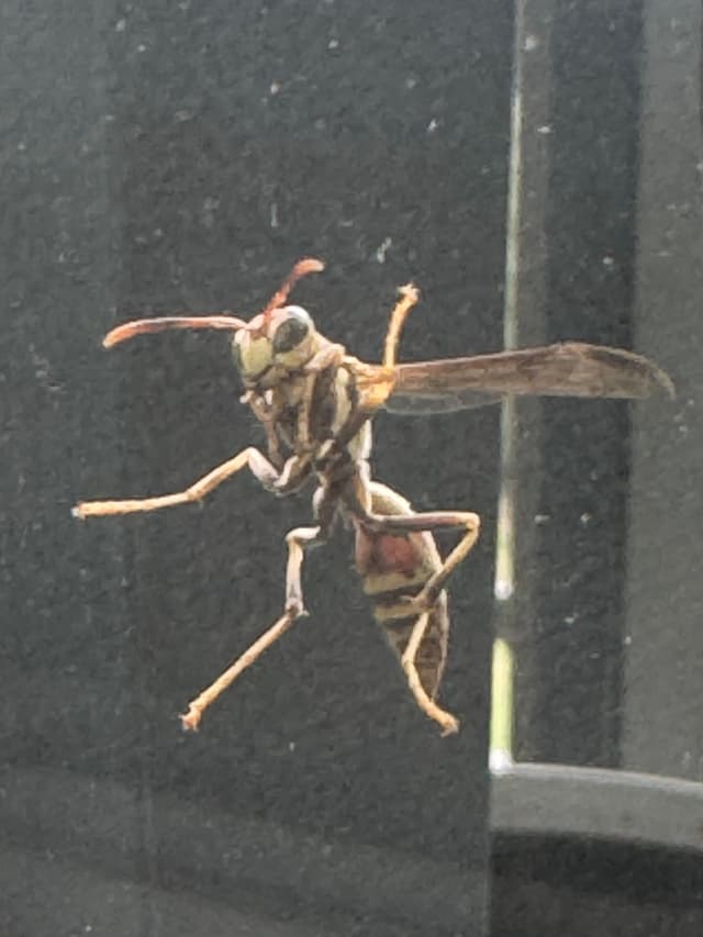 Wasp